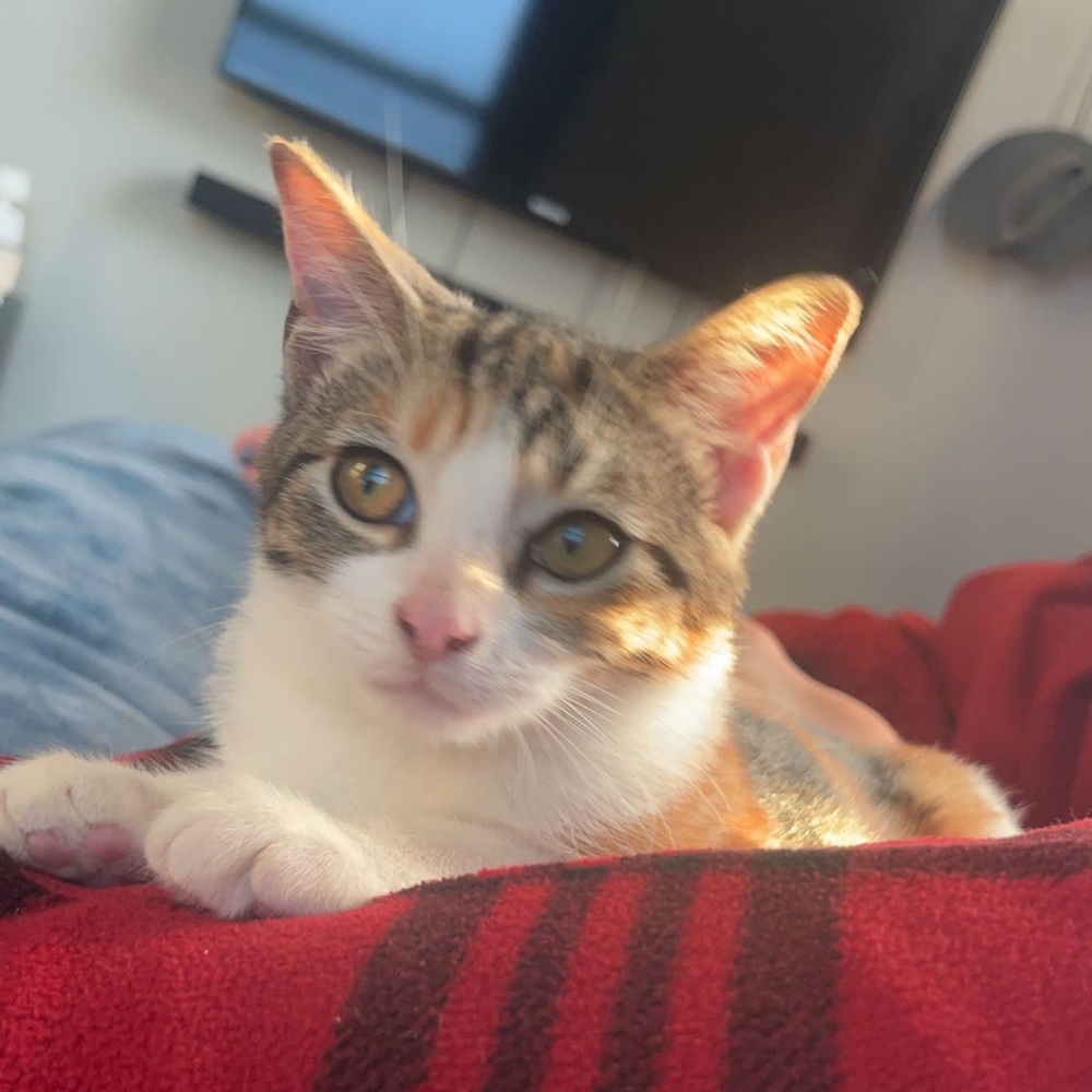 Meet your Posher, Meow